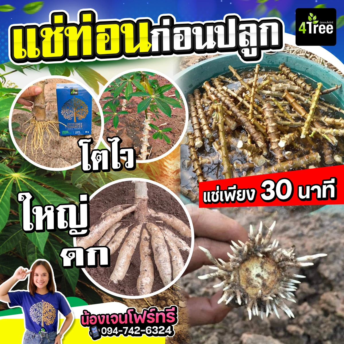4Tree ใช้โฟร์ทรีแช่ทอนก่อนปลูกมันสำปะหลัง