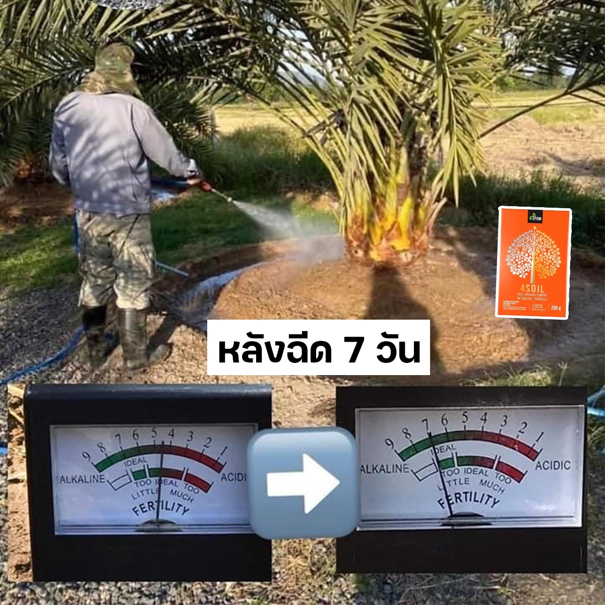 4Tree ใช้โฟร์ซอยปรับปรุงดินช่วยลดค่าphในดิน
