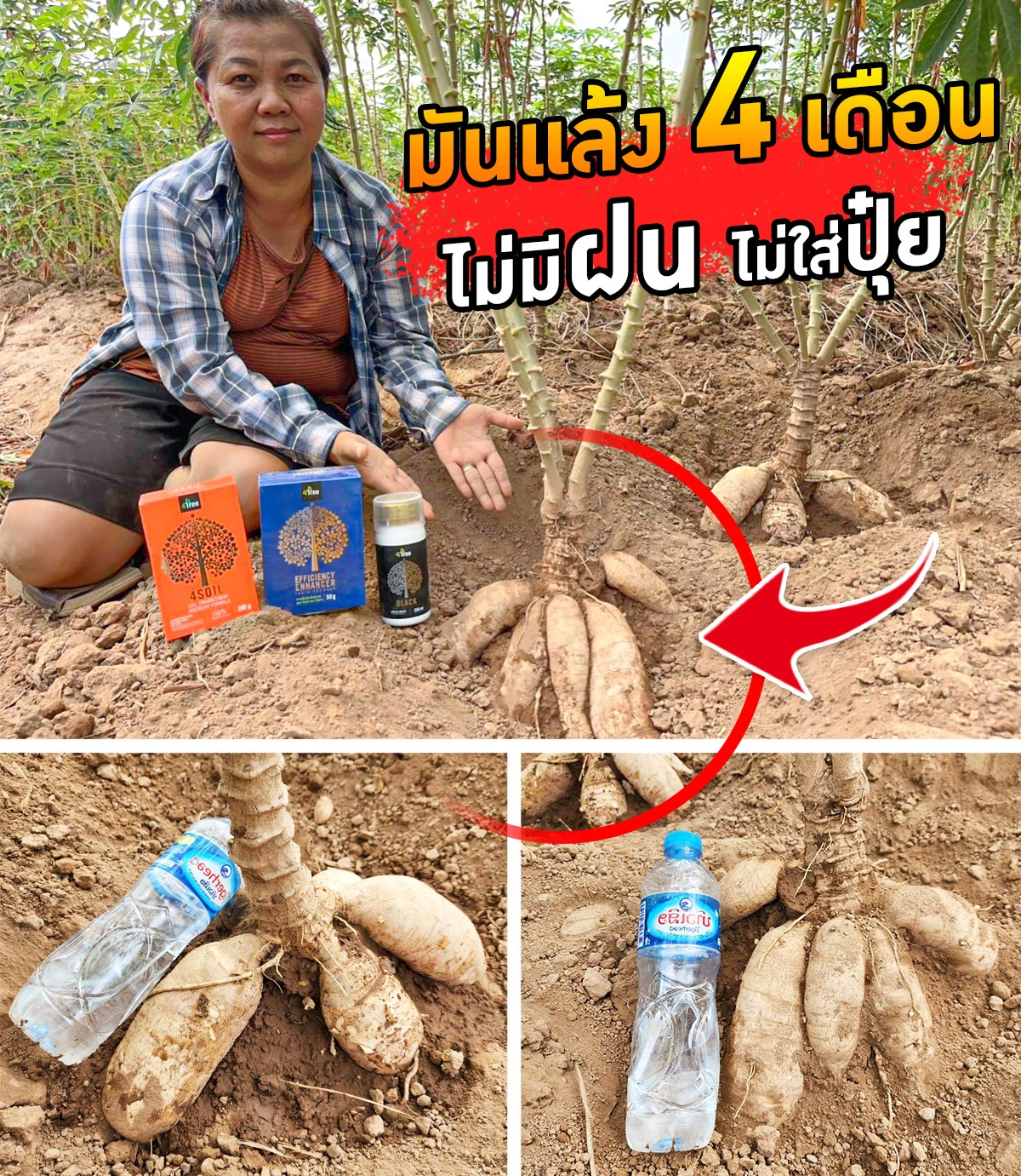 4Tree-มันสำปะหลังสวนป้าน้อยโฟร์ทรี