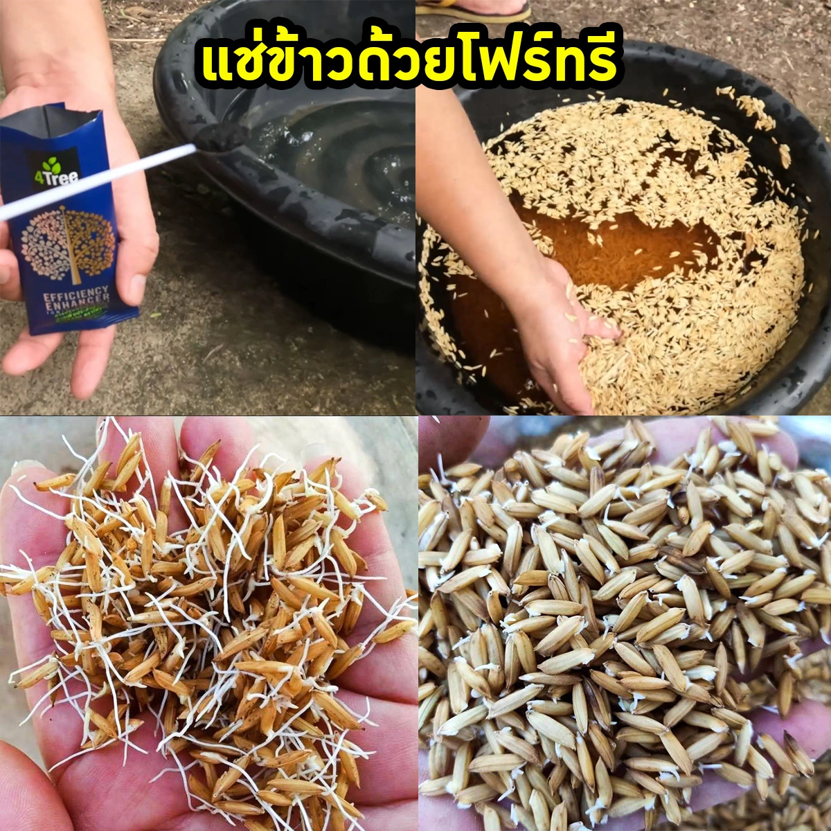 4Tree แช่ข้าวด้วยโฟร์ทรี