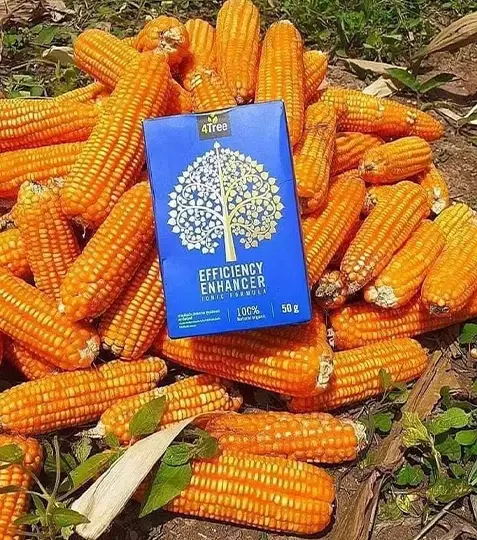 ข้าวโพดโฟร์ทรี