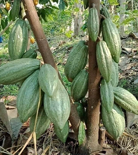 โกโก้โฟร์ทรี