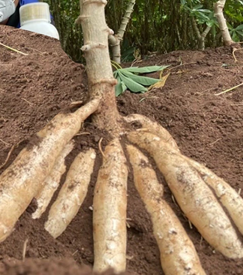 มันสำปะหลังโฟร์ทรี