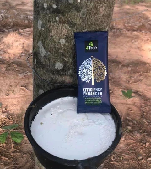 ยางพาราโฟร์ทรี