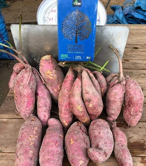 มันหวานโฟร์ทรี