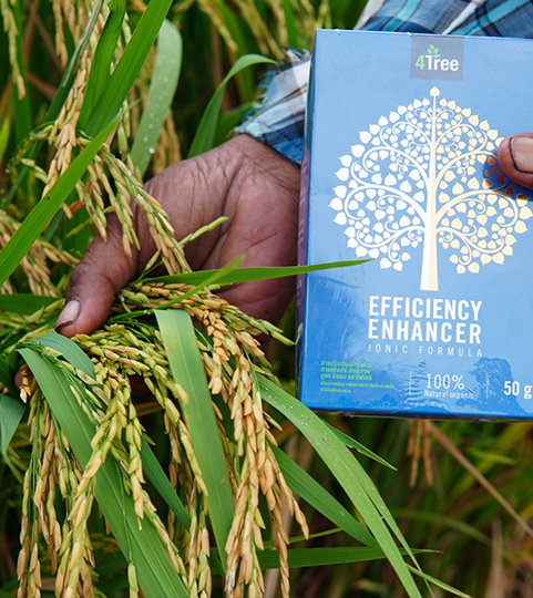 นาข้าวโฟร์ทรี