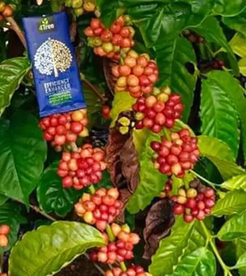 กาแฟโฟร์ทรี