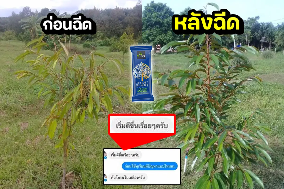 4Tree ทุเรียนไม่แตกยอดเปรียบเทียบก่อนและหลังใช้โฟร์ทรี