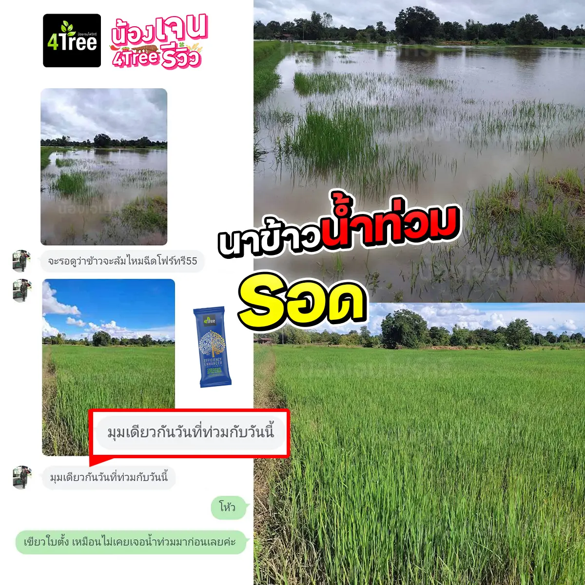 4Tree นาข้าวใช้โฟร์ทรีน้ำท่วมแล้วข้าวไม่ล้ม