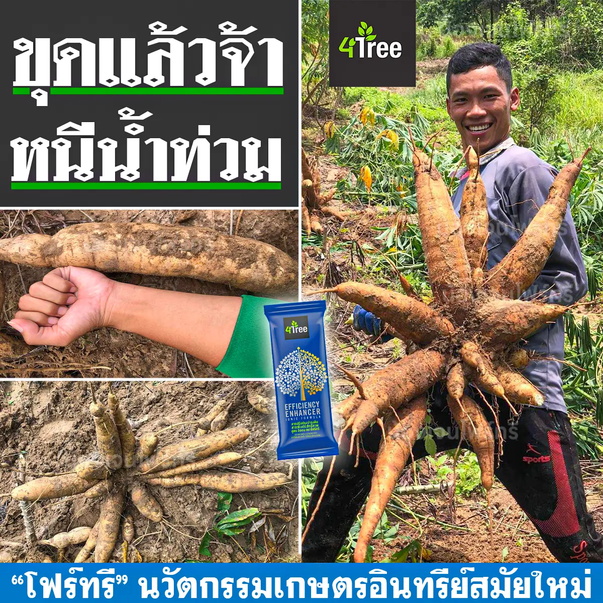 4Tree มันสำปะหลังขุดหนีน้ำใช้โฟร์ทรีไม่เน่าเลย