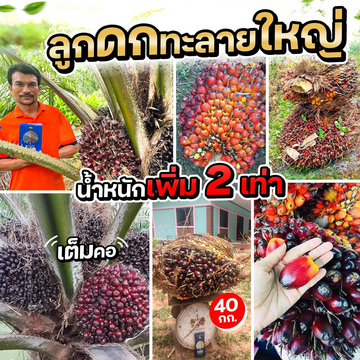 4Tree ปาล์มลูกดกทลายใหญ่ผลผลิตเพิ่มขึ้น 2 เท่า