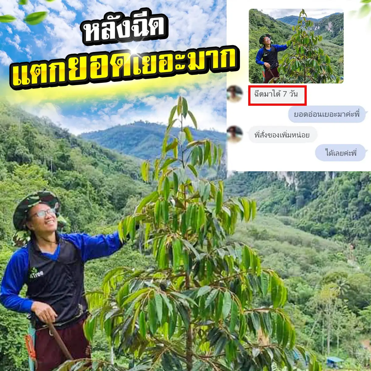 4Tree ทุเรียนหลังใช้โฟร์ทรีแตกยอดใหม่ดีมาก