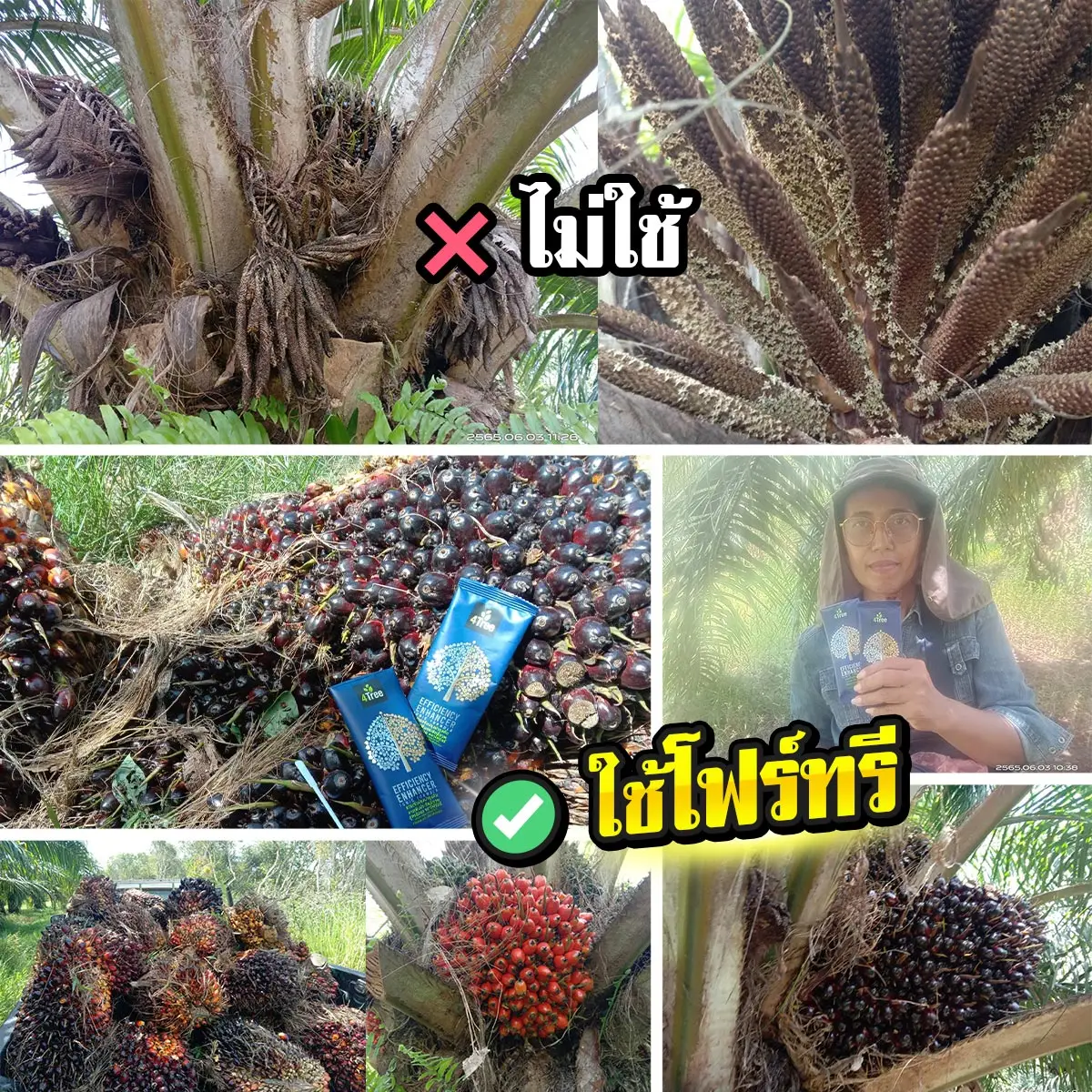 4Tree ปาล์มใช้กับไม่ใช้เห็นผลเยอะมากตัวเมียเยอะ