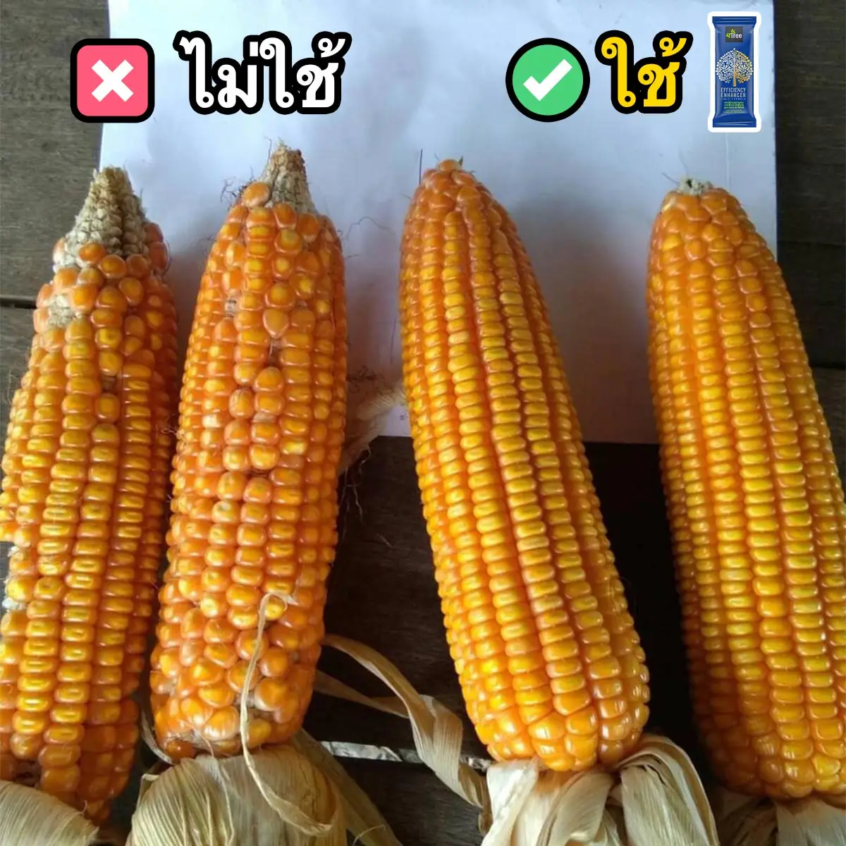 4Tree ข้าวโพดใช้โฟร์ทรีกับไม่ใช้โฟร์ทรีแตกต่างมาก