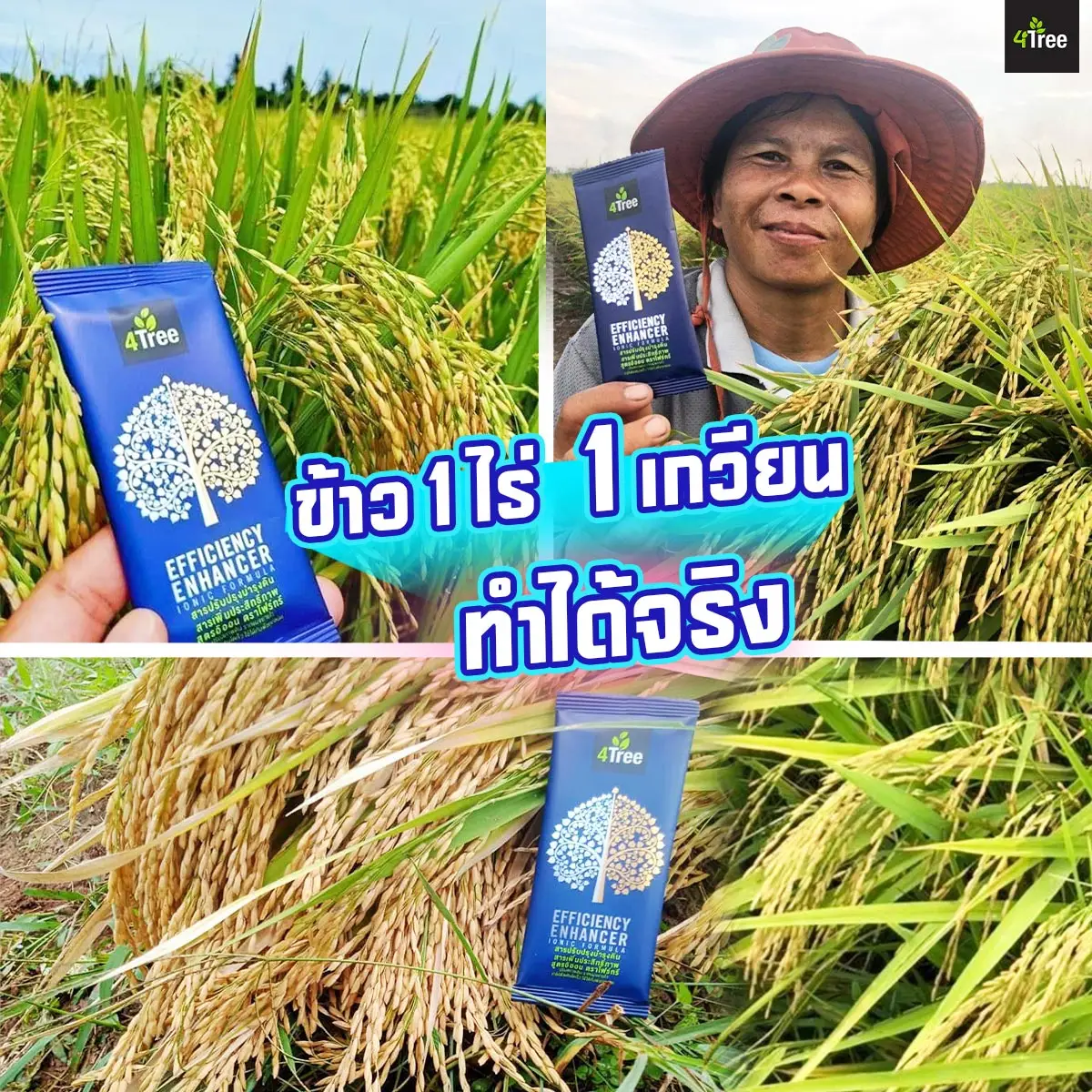 4Tree รวงยาวข้าวงามน้ำหนักดีใช้โฟร์ทรี