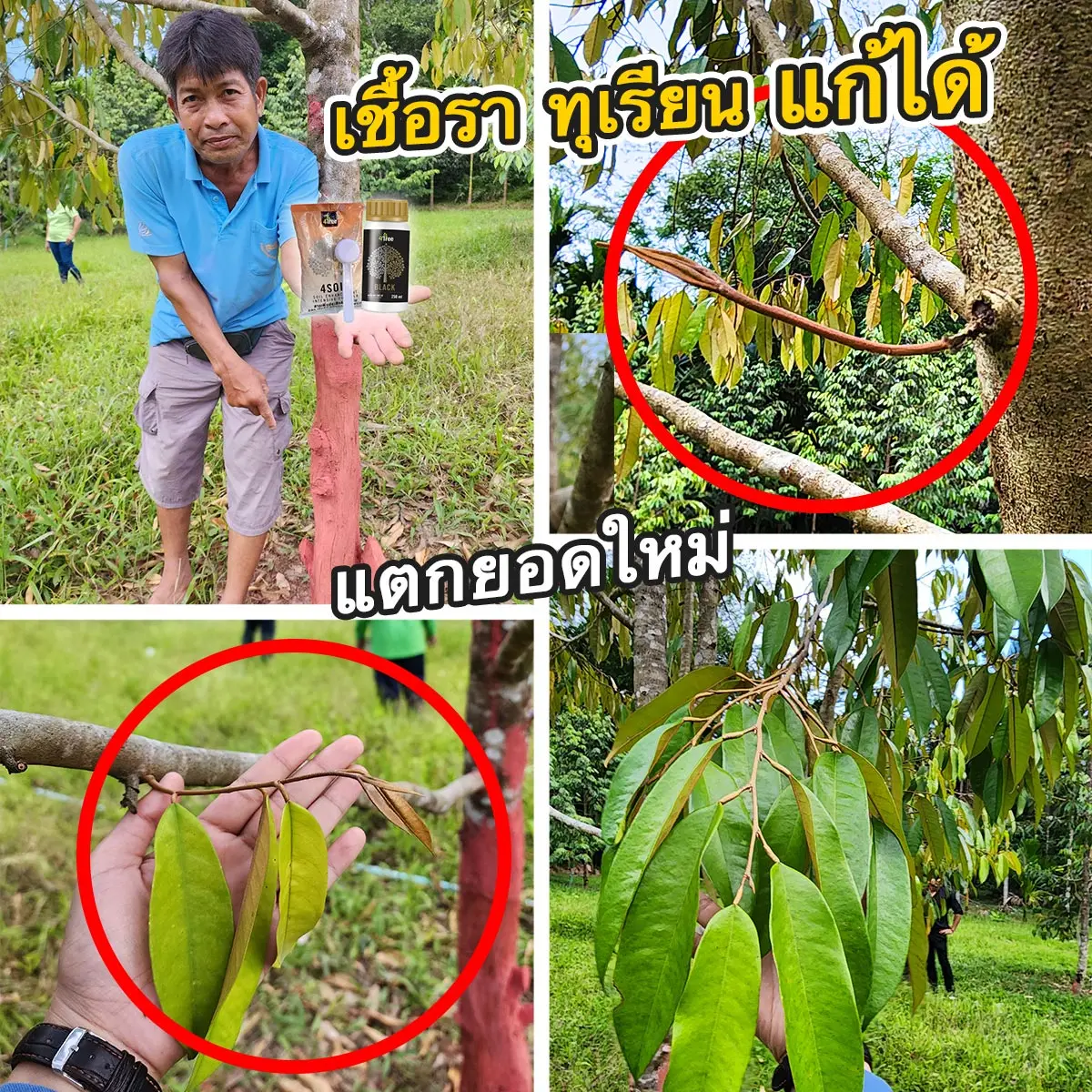 4Tree เชื้อราทุเรียนแก้ได้ใช้โฟร์ทรีอะมิโนแบล็ก